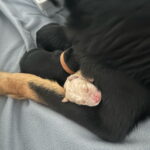 Kuscheln im "Arm" von Mama