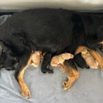 S-Birrfeld_Geburt_Tag1_7