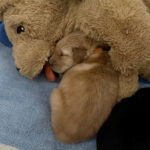 Kuscheln mit einem Fast-Artgenossen