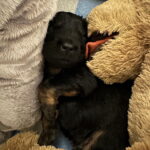 Kuscheln ist schön, ...