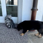 Katzen gewohnt sind sie auch
