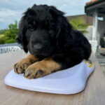 Jeder Welpe wird untersucht und gewogen