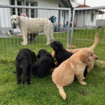 Besuch von Marthas Irish Wolfshound.