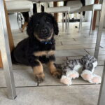 Sie wurde aber trotzdem erlegt :-)