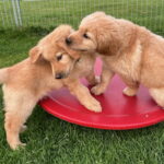 Puhhh, immer so viel Besuch von fremden Hunden und Menschen, ...