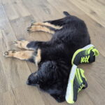 Auch auf Schuhen lässt sich gut ruhen