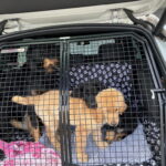 Mit Skyla, Sten und Feira geht's schon auf Besuch zu Simba, der nicht weit weg von uns wohnt