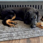 Saburo an seinem "Auszeit-Plätzli"