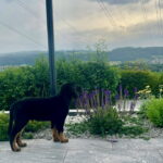Saburo, Wächter über seinen Garten und das ganze Land...