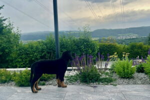 Saburo, Wächter über seinen Garten und das ganze Land...