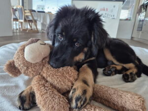 Simba hat seine Plüschtiere vom Birrfeld ersetzt bekommen