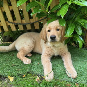 Sammy