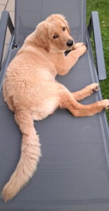 Sammy