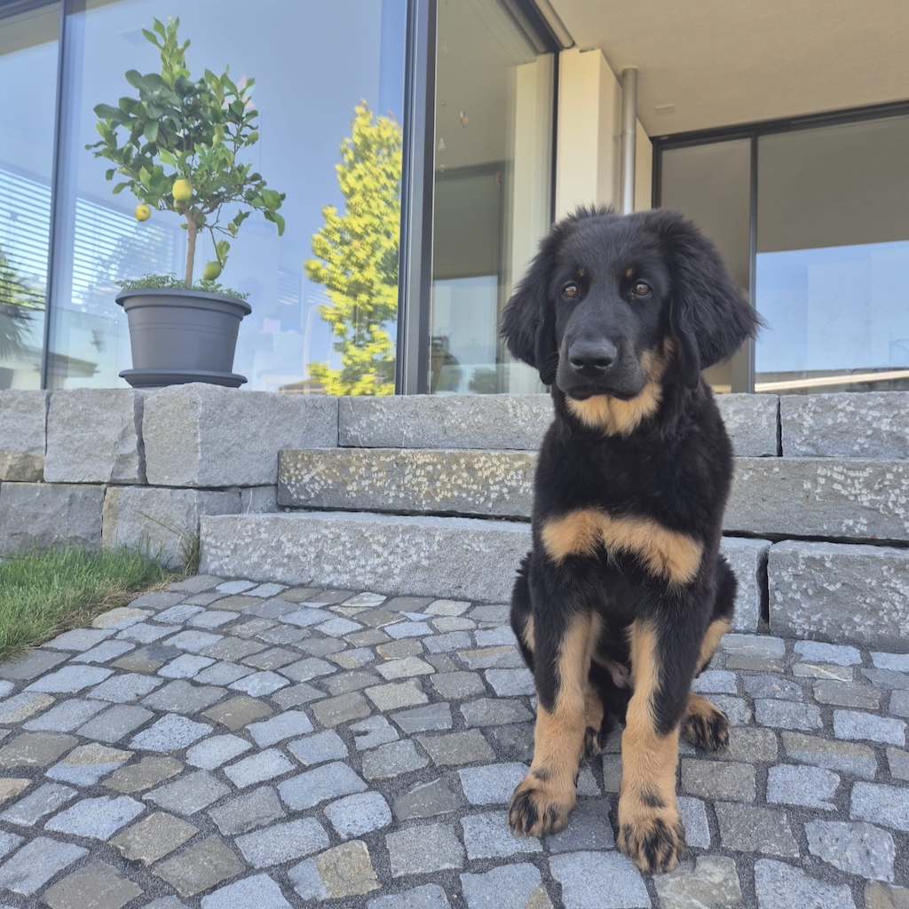 Simba_3.5.Mte.-2JPG Simba der Hovawart: Hauptberuflich am Wachen und Wachsen!