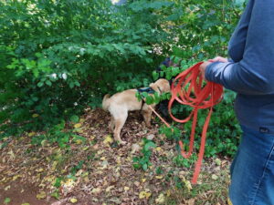 Ok, Trailen macht Spass...