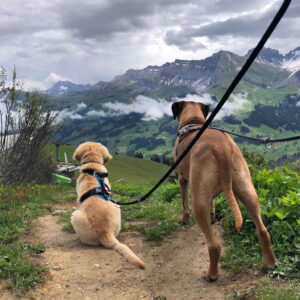 Sten zeigt "seinem" Rhodesian Ridgeback-Kumpel die Schweiz