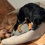 Skyla mit ihrem WG-Mitbewohner