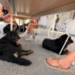 Wurftreffen_S-lis_11.07.26-2