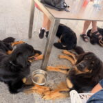 Wurftreffen_S-lis_11.07.26-3