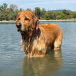 Boss_1